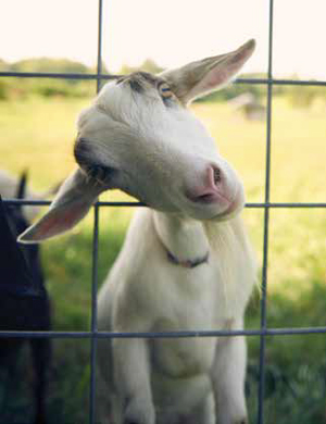 Peachtree_Goat