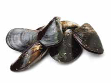 Clams