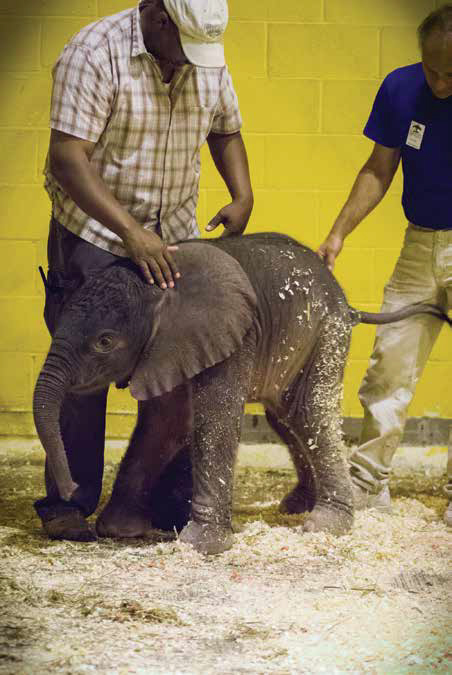 WhereAreTheyNow_AmosMorris_BabyElephant
